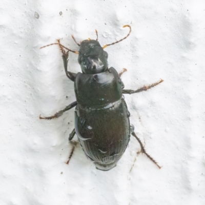 Harpalini (tribe) (Harpaline carab beetle) at Googong, NSW - 20 Mar 2022 by WHall