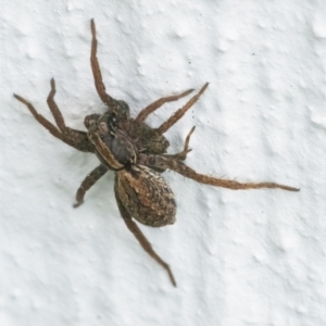 Venatrix pictiventris at Googong, NSW - 20 Mar 2022