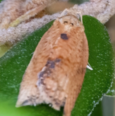 Epiphyas postvittana (Light Brown Apple Moth) at QPRC LGA - 20 Mar 2022 by WHall