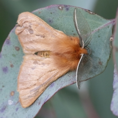 Pterolocera (genus) (Antheliid moth) at Googong, NSW - 20 Mar 2022 by WHall