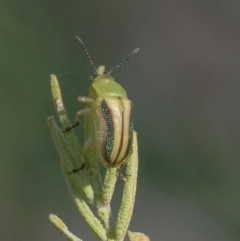 Calomela juncta (Leaf beetle) at Googong, NSW - 10 Mar 2022 by WHall