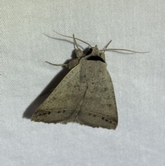 Pantydia sparsa (Noctuid Moth) at Jerrabomberra, NSW - 22 Mar 2022 by SteveBorkowskis