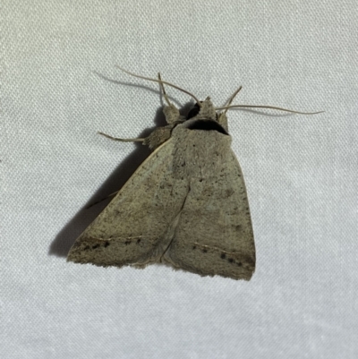 Pantydia sparsa (Noctuid Moth) at QPRC LGA - 22 Mar 2022 by Steve_Bok