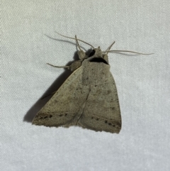 Pantydia sparsa (Noctuid Moth) at Jerrabomberra, NSW - 22 Mar 2022 by Steve_Bok