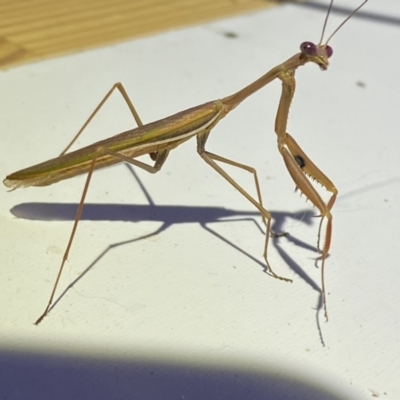 Unidentified Praying mantis (Mantodea) at Jerrabomberra, NSW - 22 Mar 2022 by Steve_Bok