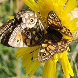 Oreixenica latialis at Pilot Wilderness, NSW - 19 Mar 2022