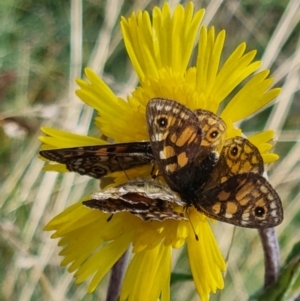 Oreixenica latialis at Pilot Wilderness, NSW - suppressed