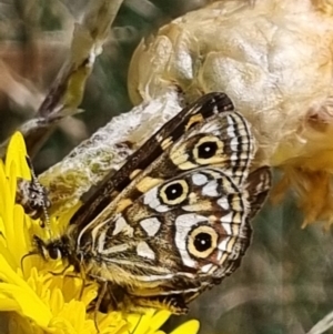 Oreixenica latialis at Pilot Wilderness, NSW - 19 Mar 2022