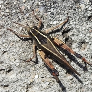 Phaulacridium vittatum at Cotter River, ACT - 20 Mar 2022