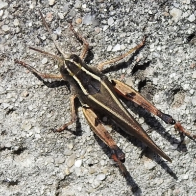 Phaulacridium vittatum (Wingless Grasshopper) at Namadgi National Park - 20 Mar 2022 by JohnBundock