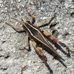 Phaulacridium vittatum (Wingless Grasshopper) at Corin Reservoir - 20 Mar 2022 by JohnBundock