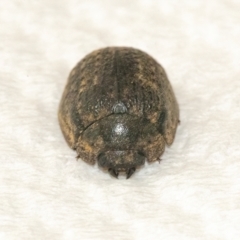 Trachymela sp. (genus) (Brown button beetle) at Googong, NSW - 10 Mar 2022 by WHall