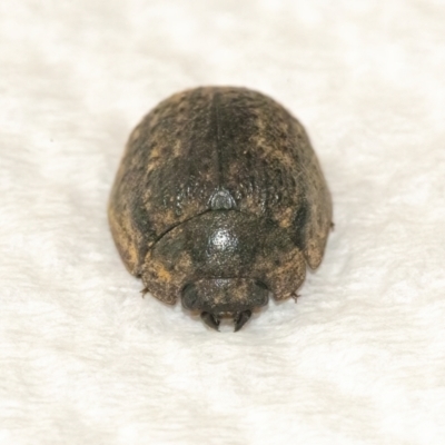 Trachymela sp. (genus) (Brown button beetle) at QPRC LGA - 10 Mar 2022 by WHall