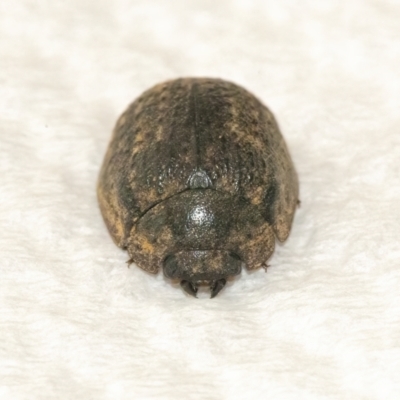 Trachymela sp. (genus) (Brown button beetle) at Googong, NSW - 10 Mar 2022 by WHall