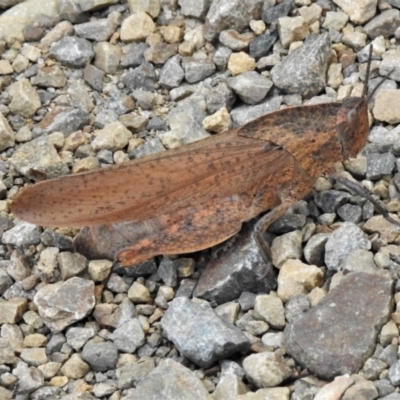 Goniaea australasiae (Gumleaf grasshopper) at Cotter River, ACT - 21 Mar 2022 by JohnBundock