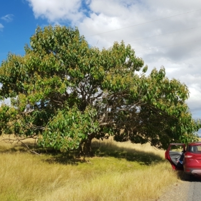 Triadica sebifera (Chinese Tallow Tree) at Wee Jasper, NSW - 19 Mar 2022 by RomanSoroka