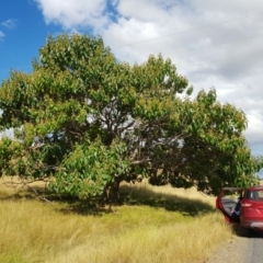 Triadica sebifera (Chinese tallow tree) at Wee Jasper, NSW - 19 Mar 2022 by roman_soroka
