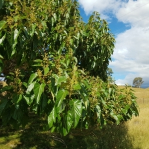 Triadica sebifera at Wee Jasper, NSW - 19 Mar 2022