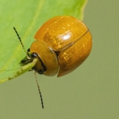 Paropsisterna cloelia (Eucalyptus variegated beetle) at QPRC LGA - 10 Mar 2022 by WHall