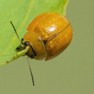 Paropsisterna cloelia at Googong, NSW - 10 Mar 2022 01:05 PM