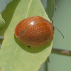 Paropsisterna cloelia at Googong, NSW - 10 Mar 2022 01:05 PM