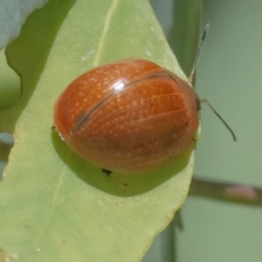 Paropsisterna cloelia at Googong, NSW - 10 Mar 2022
