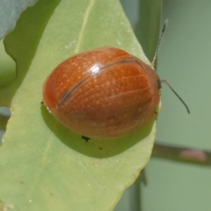 Paropsisterna cloelia at Googong, NSW - 10 Mar 2022 01:05 PM