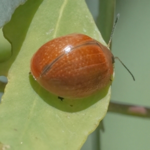 Paropsisterna cloelia at Googong, NSW - 10 Mar 2022