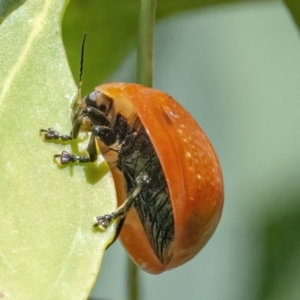 Paropsisterna cloelia at Googong, NSW - 10 Mar 2022 01:05 PM