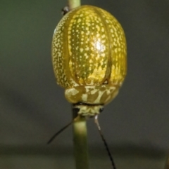 Paropsisterna cloelia (Eucalyptus variegated beetle) at QPRC LGA - 10 Mar 2022 by WHall