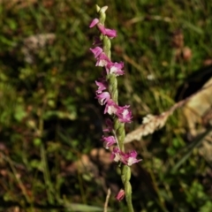 Spiranthes australis (Austral Ladies Tresses) at Cotter River, ACT - 21 Mar 2022 by JohnBundock