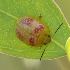 Paropsisterna fastidiosa (Eucalyptus leaf beetle) at QPRC LGA - 10 Mar 2022 by WHall