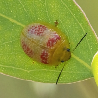 Paropsisterna fastidiosa (Eucalyptus leaf beetle) at QPRC LGA - 10 Mar 2022 by WHall