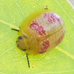 Paropsisterna fastidiosa at Googong, NSW - 10 Mar 2022