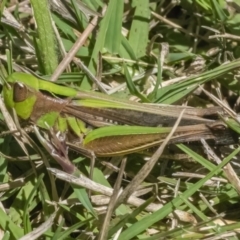 Caledia captiva (grasshopper) at QPRC LGA - 10 Mar 2022 by WHall