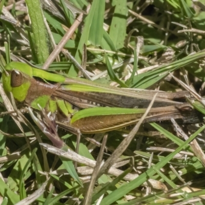 Caledia captiva (grasshopper) at QPRC LGA - 10 Mar 2022 by WHall