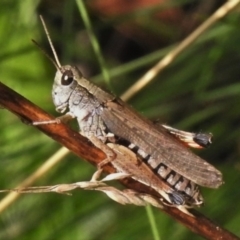 Phaulacridium vittatum (Wingless Grasshopper) at Cotter River, ACT - 21 Mar 2022 by JohnBundock