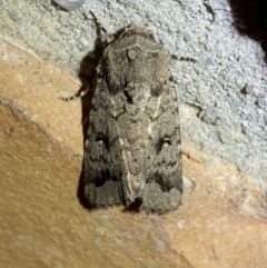 Proteuxoa capularis (Half-moon Noctuid) at QPRC LGA - 22 Mar 2022 by Steve_Bok