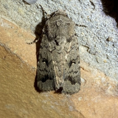 Proteuxoa capularis (Half-moon Noctuid) at Jerrabomberra, NSW - 22 Mar 2022 by SteveBorkowskis