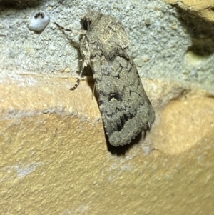 Proteuxoa capularis at Jerrabomberra, NSW - 22 Mar 2022