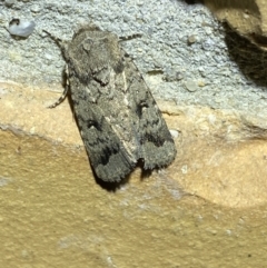 Proteuxoa capularis at Jerrabomberra, NSW - suppressed