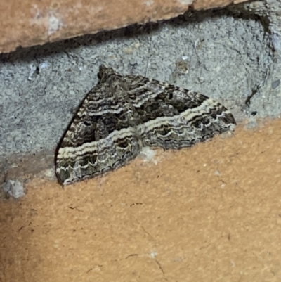 Chrysolarentia subrectaria (A Geometer moth) at Jerrabomberra, NSW - 22 Mar 2022 by SteveBorkowskis