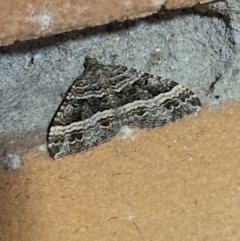 Chrysolarentia subrectaria (A Geometer moth) at Jerrabomberra, NSW - 22 Mar 2022 by Steve_Bok