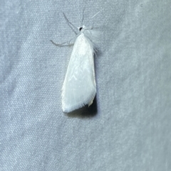 Tipanaea patulella (The White Crambid moth) at Jerrabomberra, NSW - 22 Mar 2022 by SteveBorkowskis