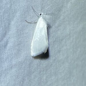 Tipanaea patulella at Jerrabomberra, NSW - suppressed