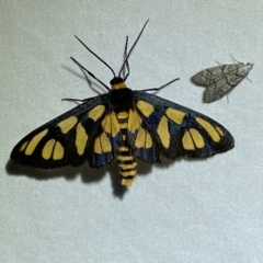 Amata (genus) (Handmaiden Moth) at QPRC LGA - 22 Mar 2022 by Steve_Bok