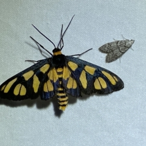 Amata (genus) at Jerrabomberra, NSW - 22 Mar 2022