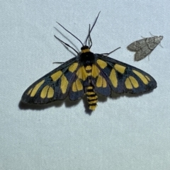 Amata (genus) at Jerrabomberra, NSW - 22 Mar 2022