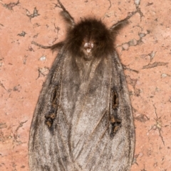 White Cedar Moth (Leptocneria reducta) · iNaturalist Australia