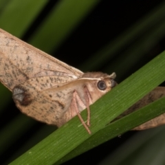 Antictenia punctunculus (A geometer moth) at Melba, ACT - 21 Jan 2022 by kasiaaus